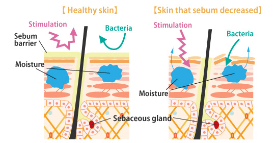 What is the function of sebum?