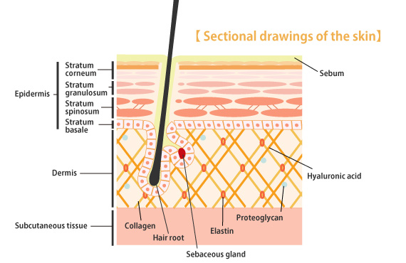 Skin structure