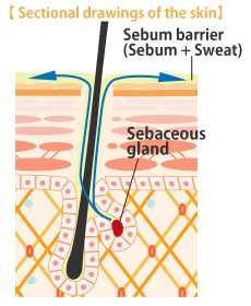 Sectional drawings of the skin